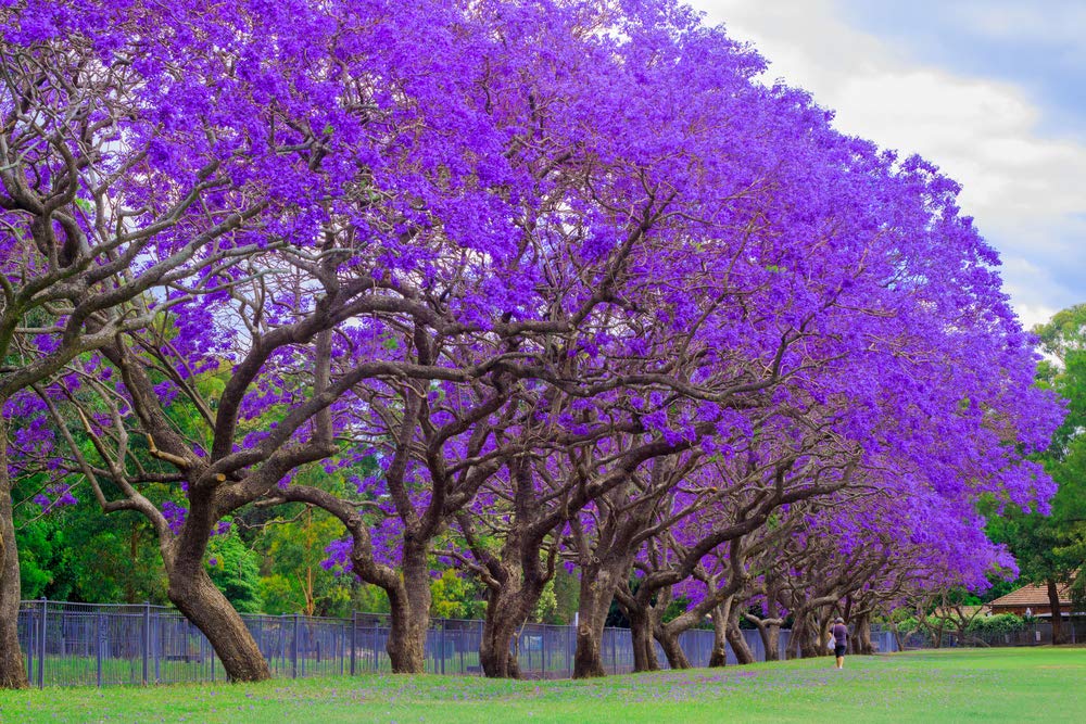 Blue Jacaranda Tree Seeds - 25 Seeds - Exotic Tree