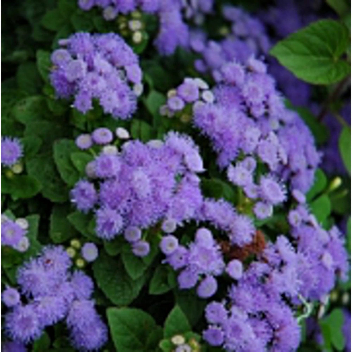 Ageratum Flowers (Blue Mink) Seeds (20+ Seeds) | Non GMO | Vegetable Fruit Herb Flower Seeds for Planting | Home Garden Greenhouse Pack