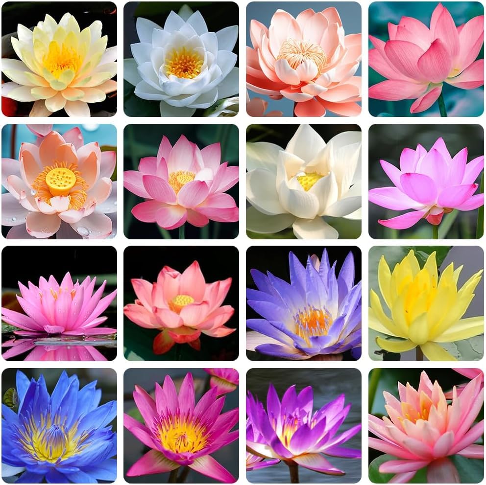 12 Lotus Seeds Bonsai Lotus Seeds for Planting, Water Lily Flower, Aquatic Plants Seeds, Pond Plants,Non-GMO Home Garden Plant Seeds, Flowering Aquatic Bonsai Plant (Nelumbo)