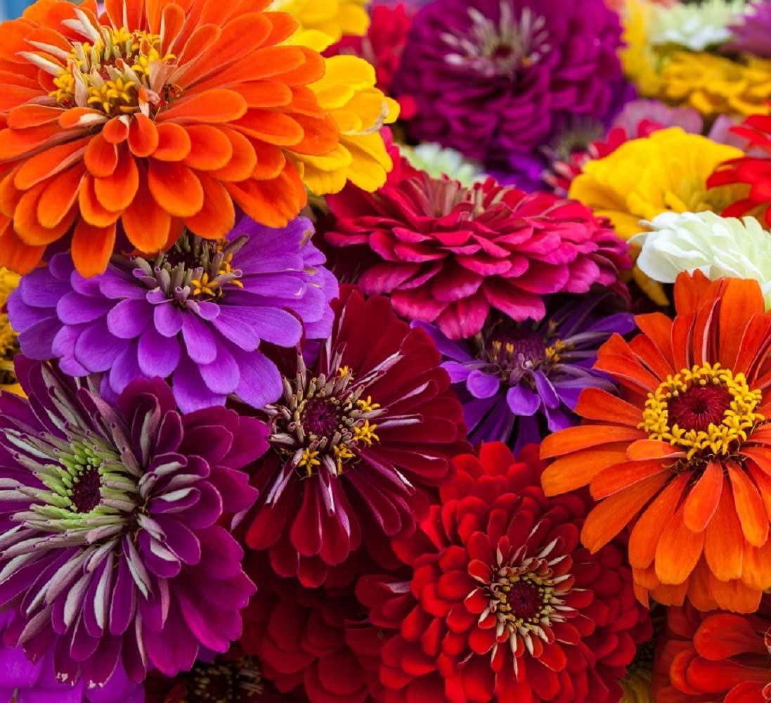 California Giant Zinnia Seeds for Planting | 50 Zinnia Seeds to Plant in Your Outdoor Garden | Non-GMO Heirloom Annual Flower Seeds | Buy in Bulk | Multi-Color (4 Packs)