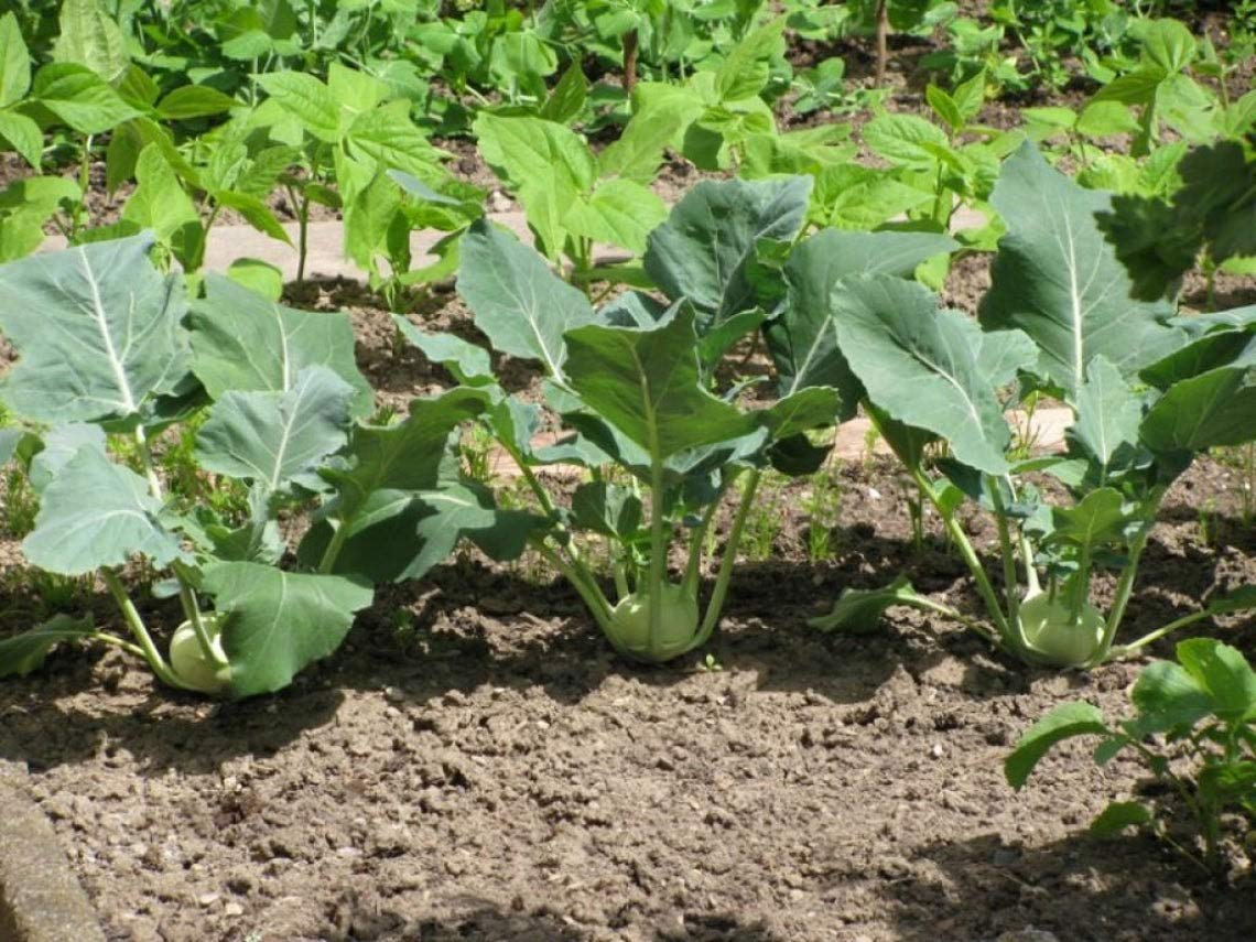 White Kohlrabi Giant Cabbage Seeds | 100+ Seed Packet | Grow This Giant Heirloom Cabbage | Rare Vegetable Seeds for Planting