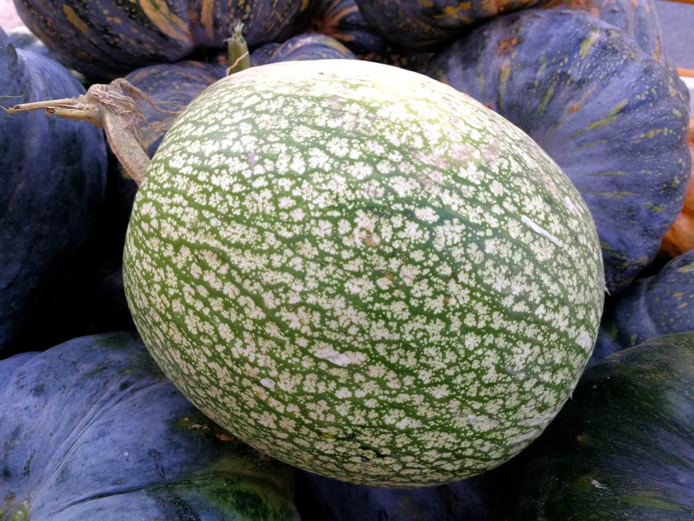 10 Shark Fin Melon Seeds for Planting, Fig Leaf Gourd. Very Vibrant Colors. Exotic Garden Squash Seeds
