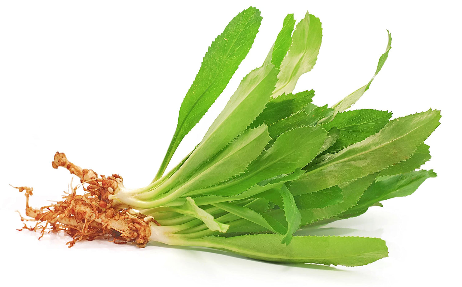 Culantro Seeds for Planting (Eryngium foetidum) - Non-GMO & Untreated - NOT Cilantro Seeds