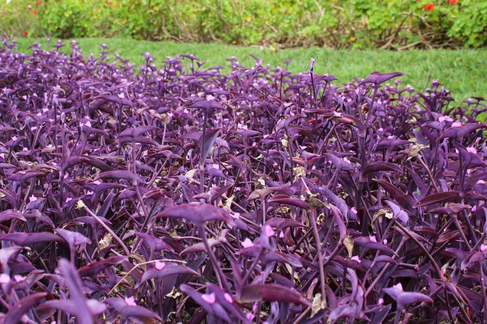 6 Cuttings Purple Heart Wandering Jew - Tradescantia Pallida Purpurea Plant - Easy to Grow Indoor Outdoor Plant