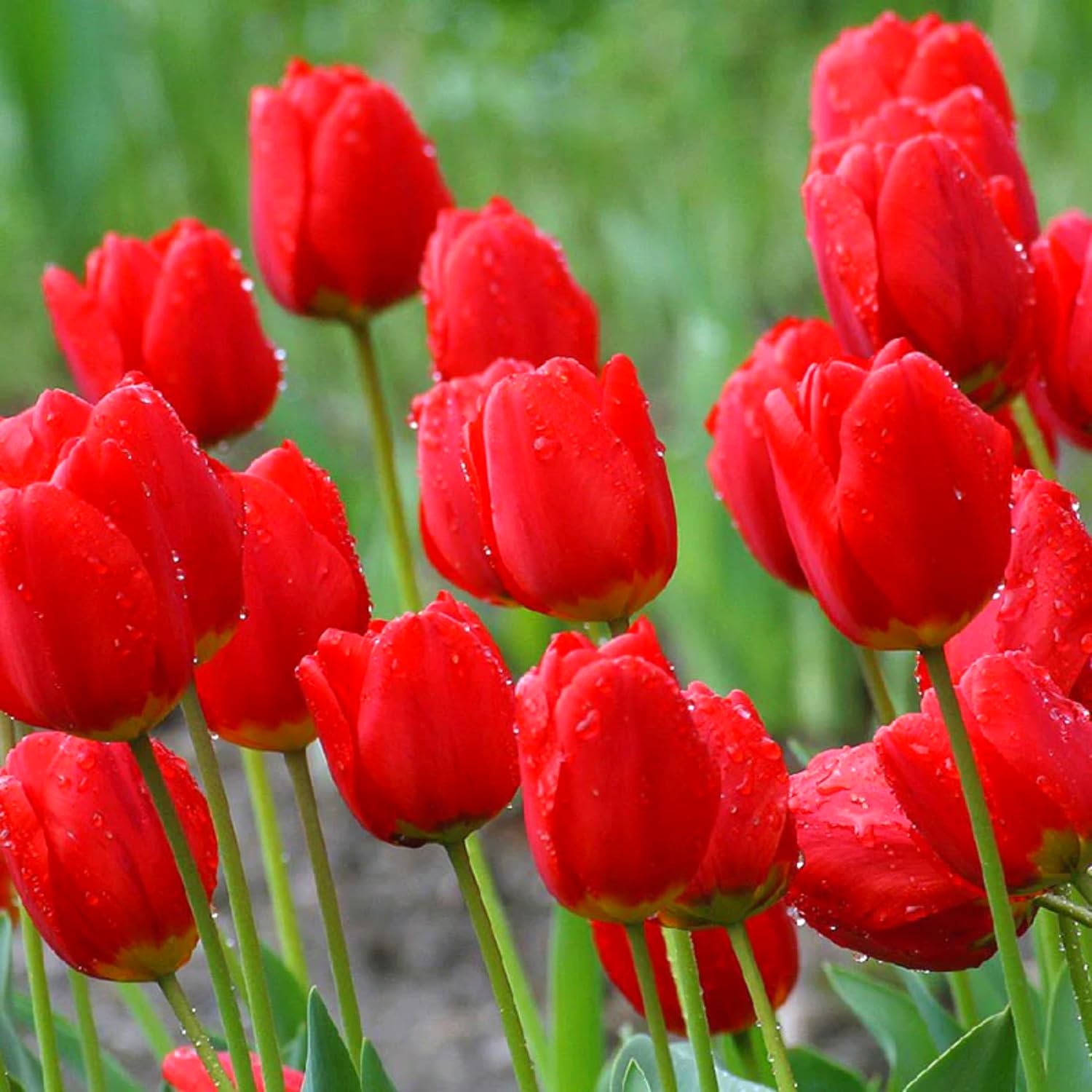 Tulip Bulbs for Fall Planting Bulk, 25 Mix Color Tulip Bulbs, Large Bulbs for Growing Indoors Outdoors, Easy to Plant