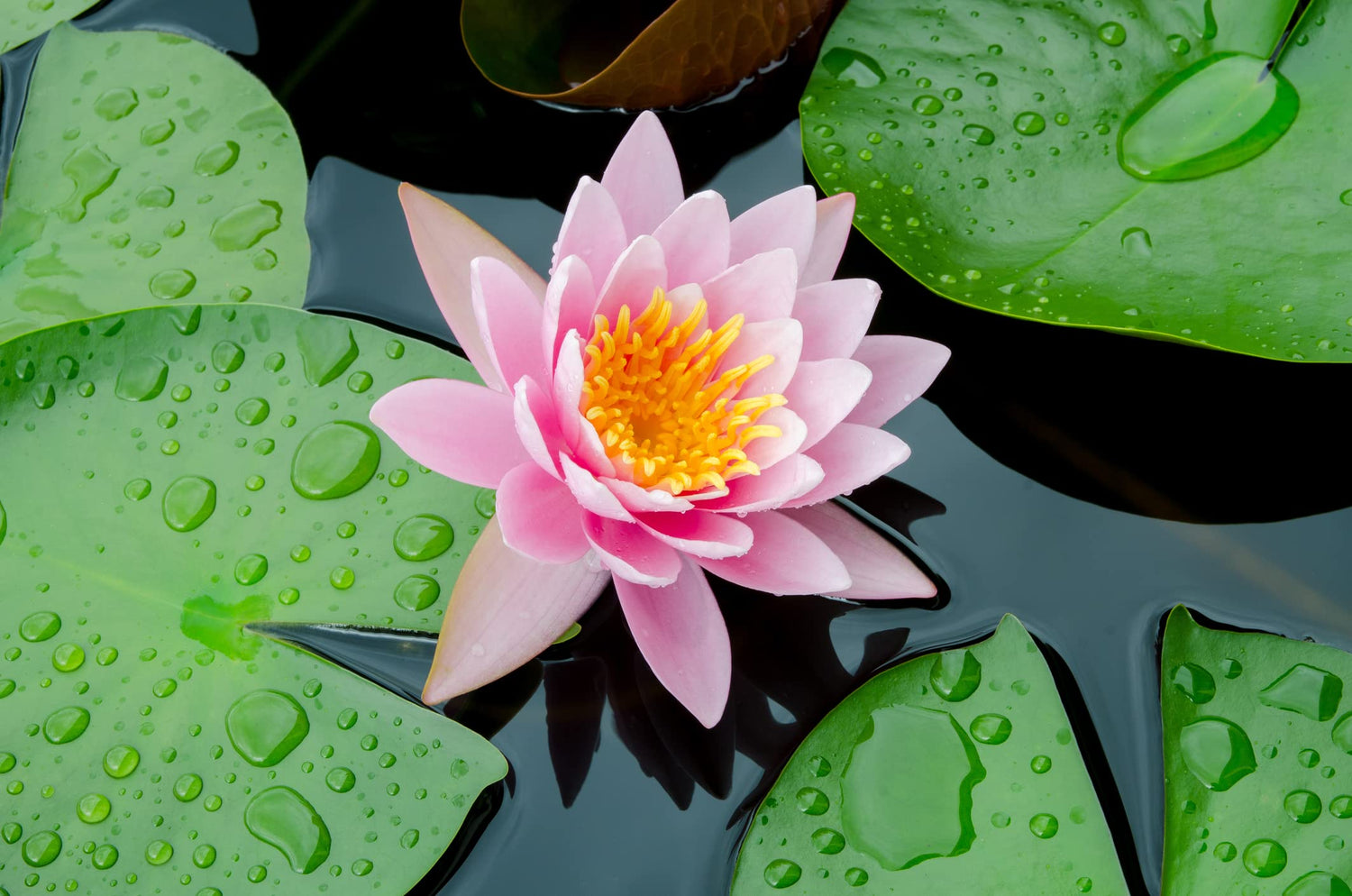 Sacred Lotus Flower Seeds for Planting (15 Seeds) - Popular Aquatic Plant