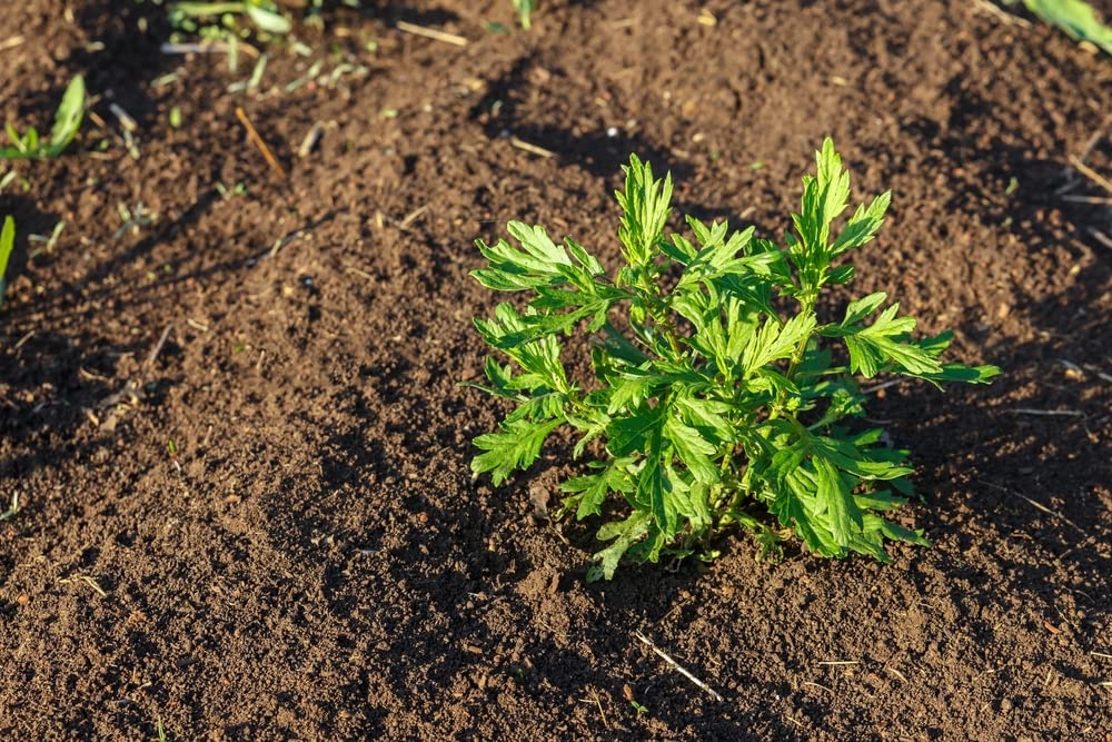 Mugwort Herb Seeds for Planting (100 Seeds) - Artemisia vulgaris