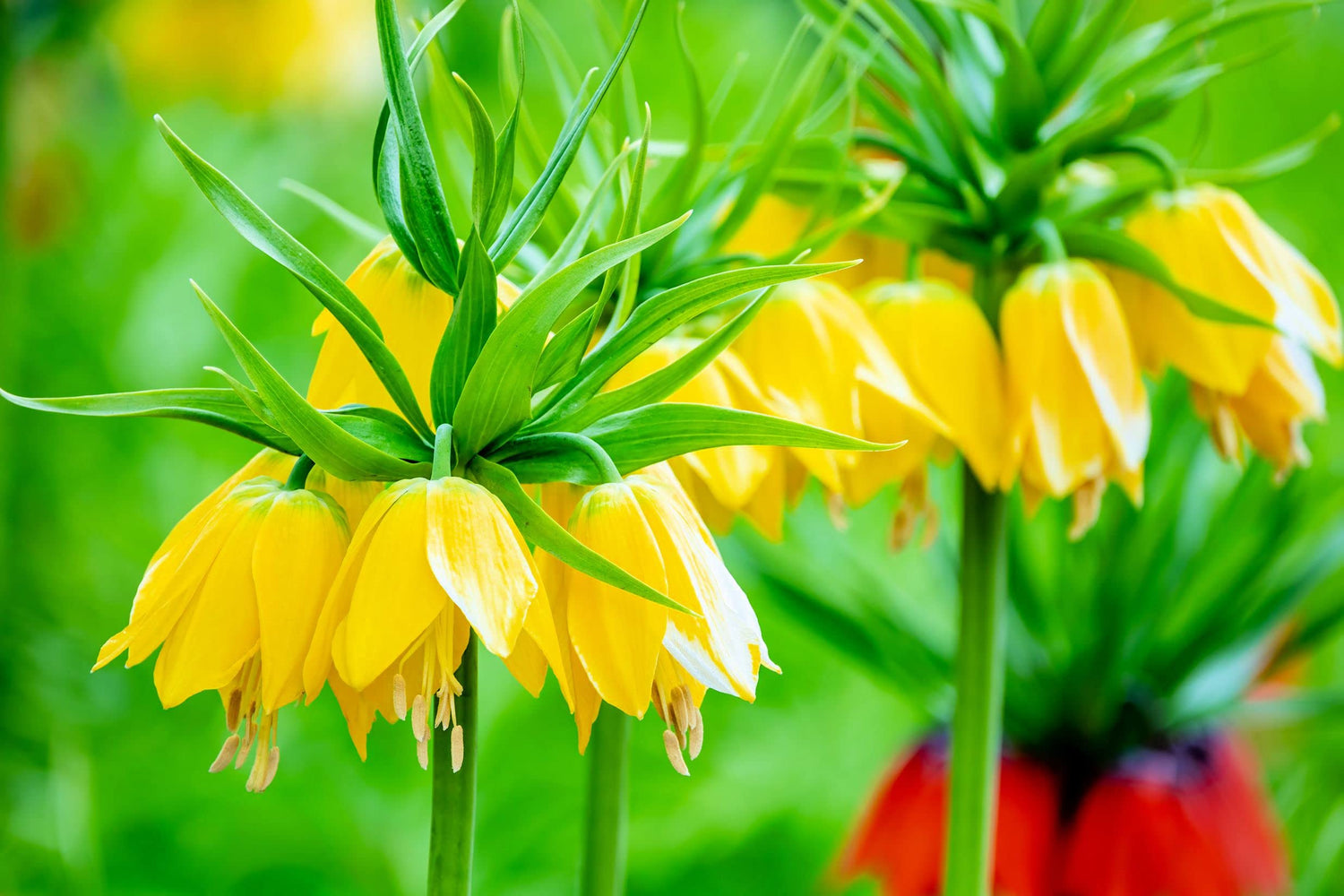 Fritillaria Imperialis "Lutea" (1 Bulbs) - Weeping Yellow Flowers- Ships from Iowa, USA