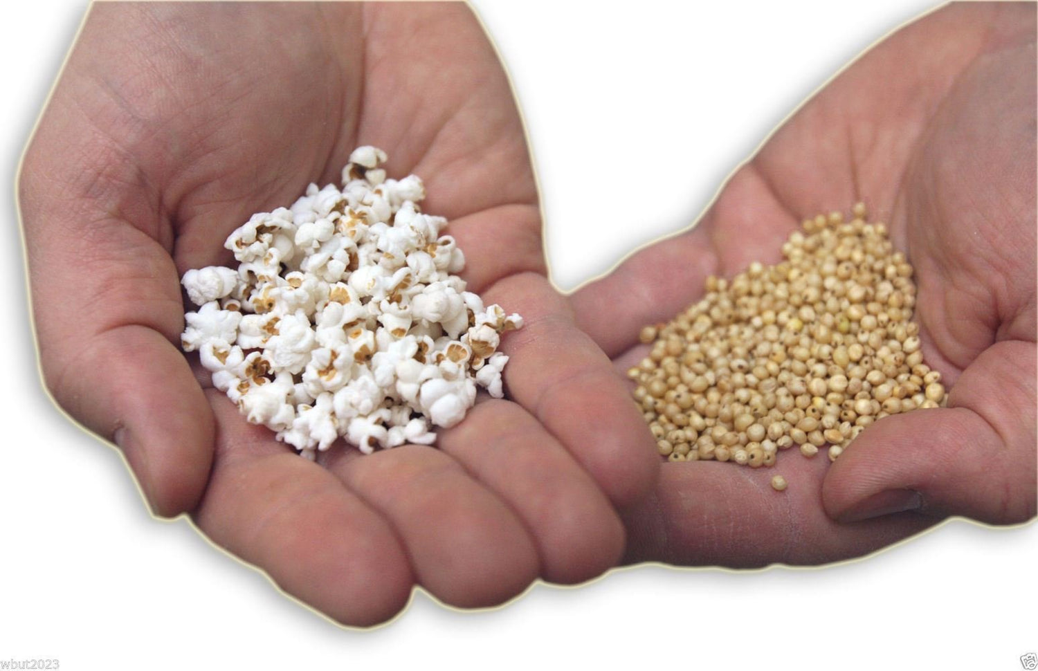 WHITE POPPING SORGHUM SEED,Grain, floral arrangements (dried or fresh flower)(3000 Seeds)