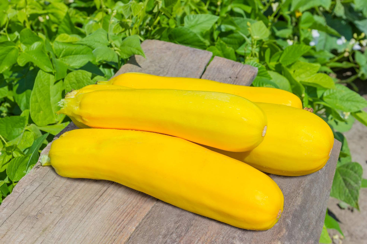 Summer Squash Seeds for Planting - 50+ Seeds - Delicious and Nutritious - Made in USA, Ships from Iowa