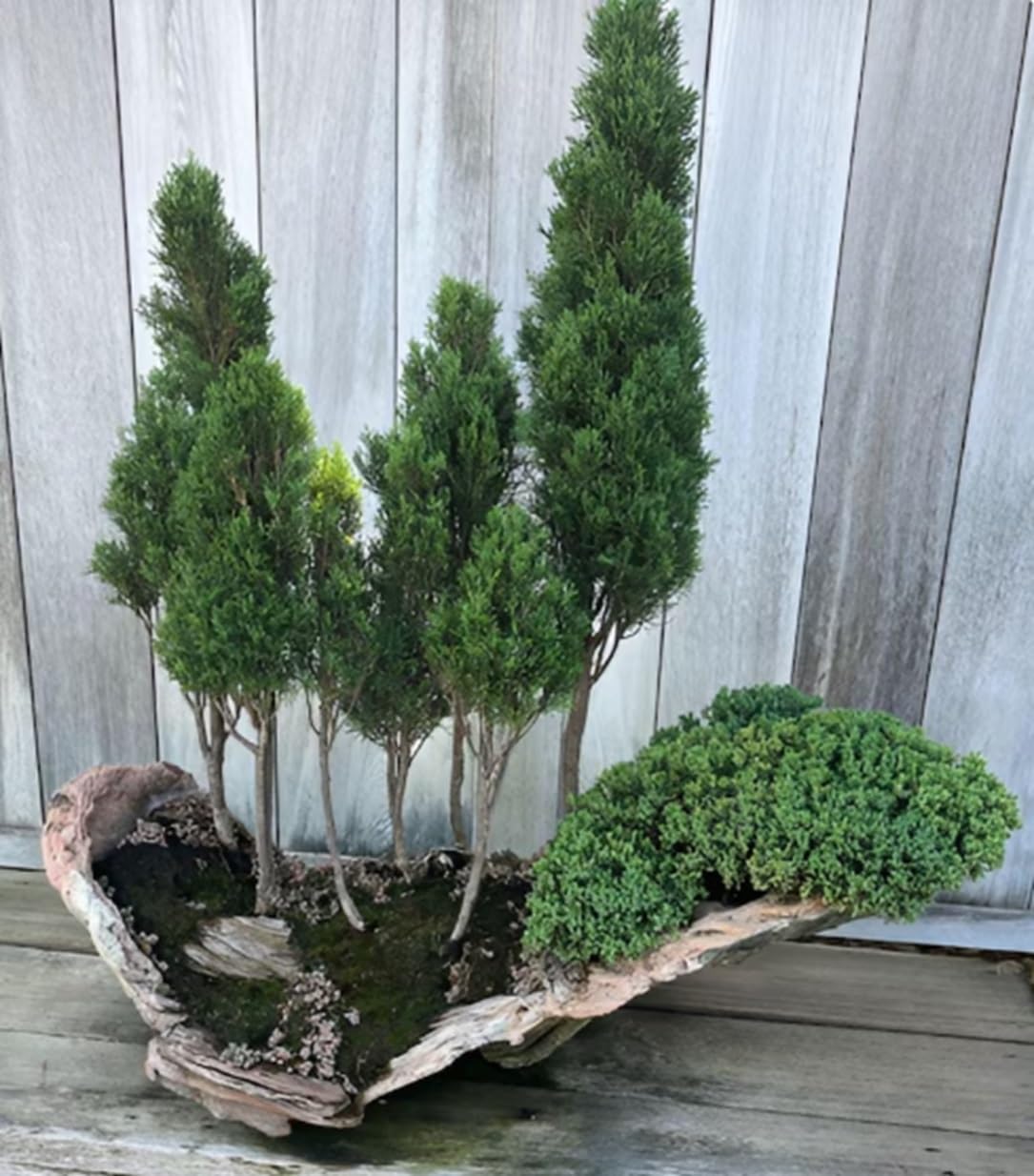 Italian Cypress Bonsai Forest Seeds for Planting - 50 Seeds