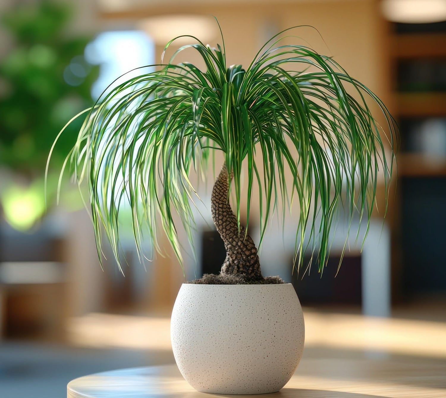 Ponytail Palm Bonsai Tree Seeds to Grow - 5 Seeds