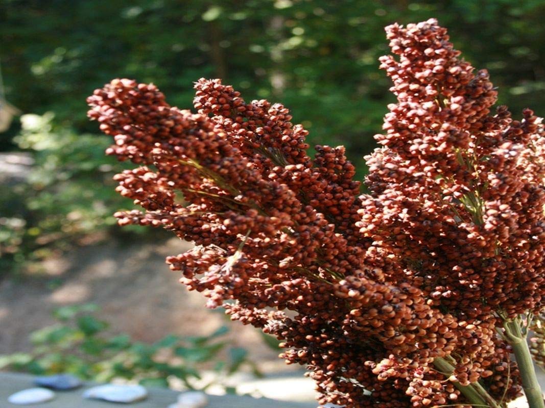 Sweet Sugar DRIP Sorghum Seeds - Makes a Sweet Syrup MMmmmmmm.It's Good