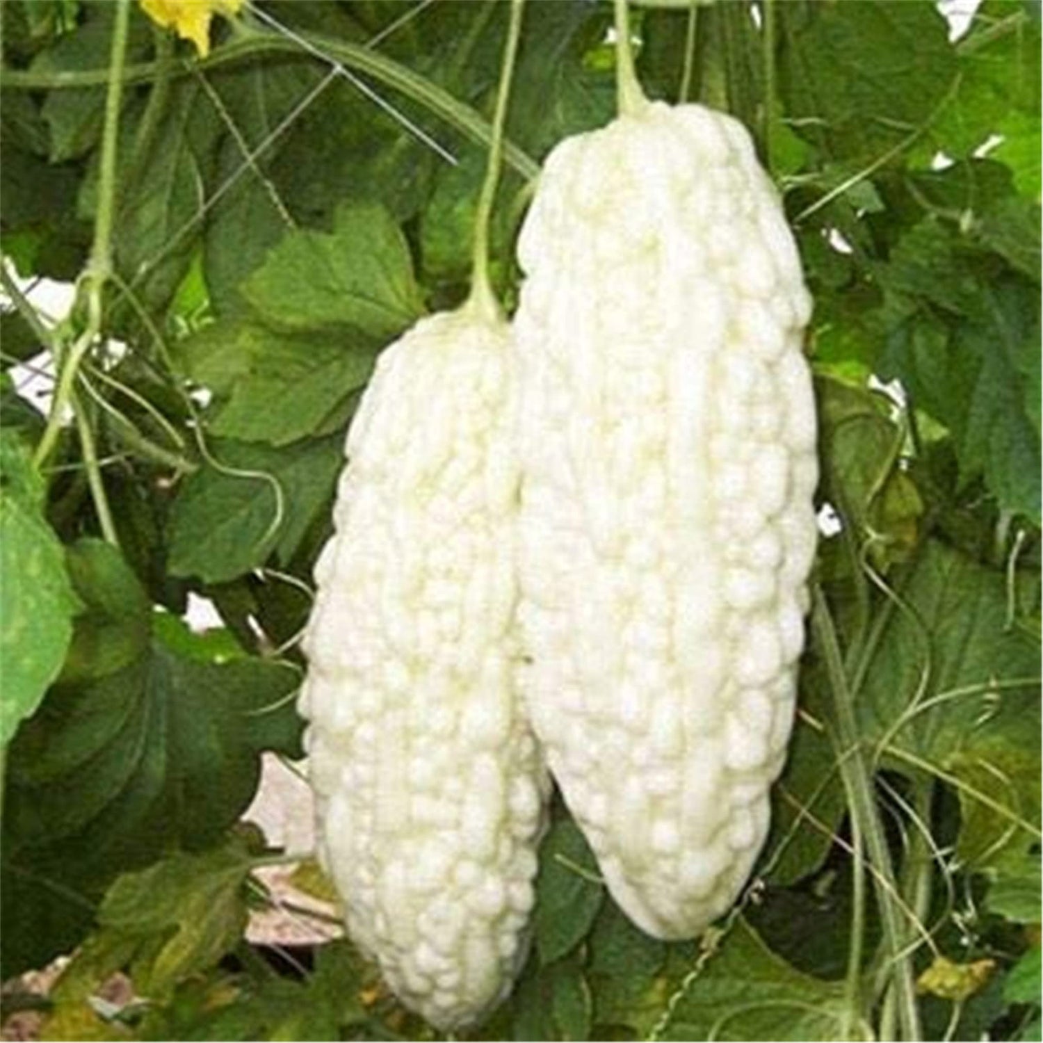 zellajake Vegetable Seed Bitter Gourd Seeds 10+ White Pearl Balsam Pear Melon Seeds Vegetables