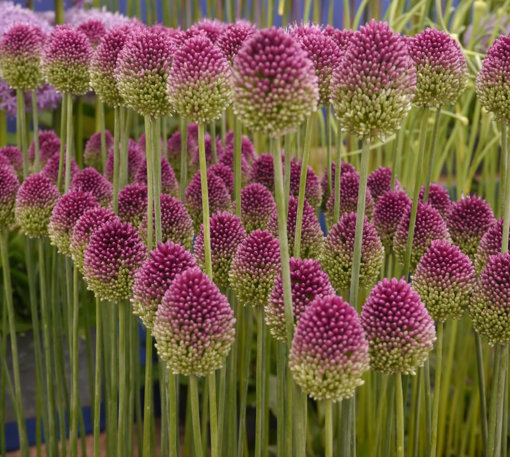 100 Drumstick Allium Bulbs for Planting - Perennial Garden or Container Flowers