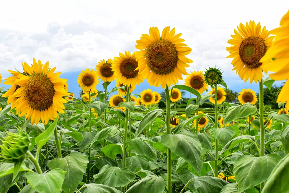 250+ Seeds Mammoth Sunflower Seeds for Planting | Grow Amazing Giant Sunflower