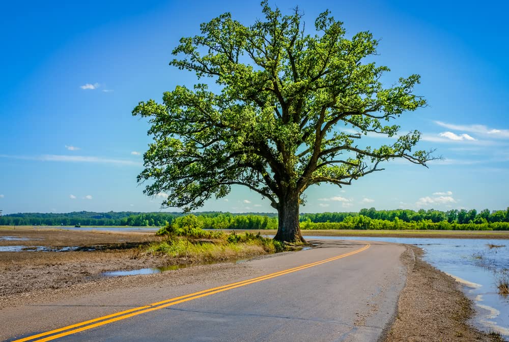 2 Southern Bur Oak Tree Seeds for Planting - Amazing and Exotic Fruit Tree