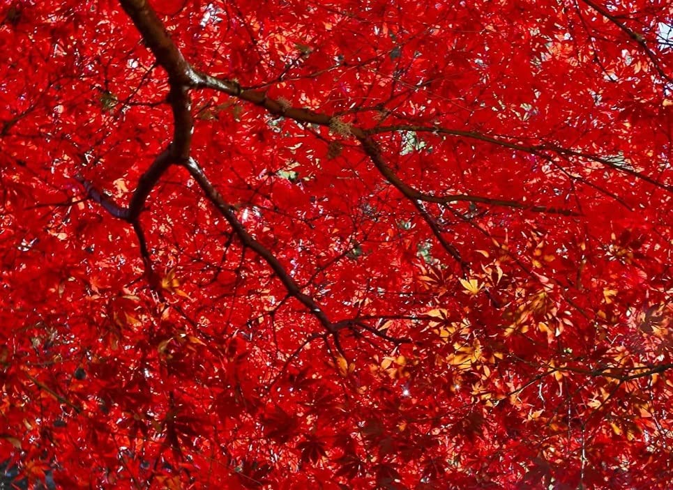 Red Maple Seeds for Planting Outdoors - Heirloom Maple Tree Seeds (Acer rubrum)