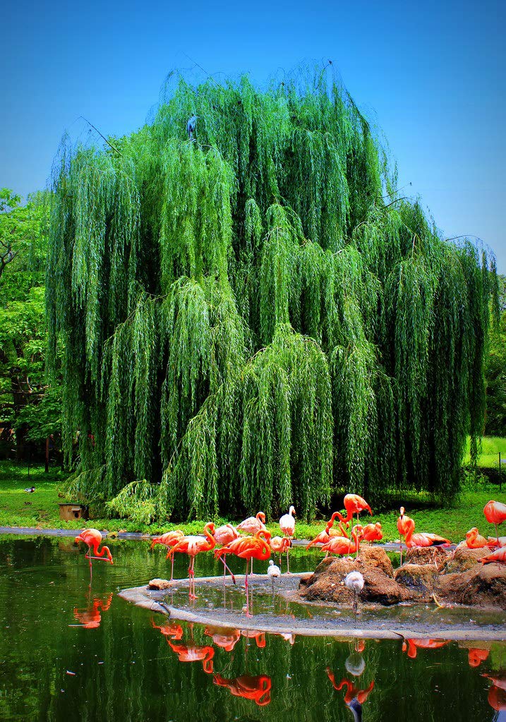 2 Weeping Willow Trees - Beautiful Arching Canopy - Grow 2 Golden Weeping Willow Trees