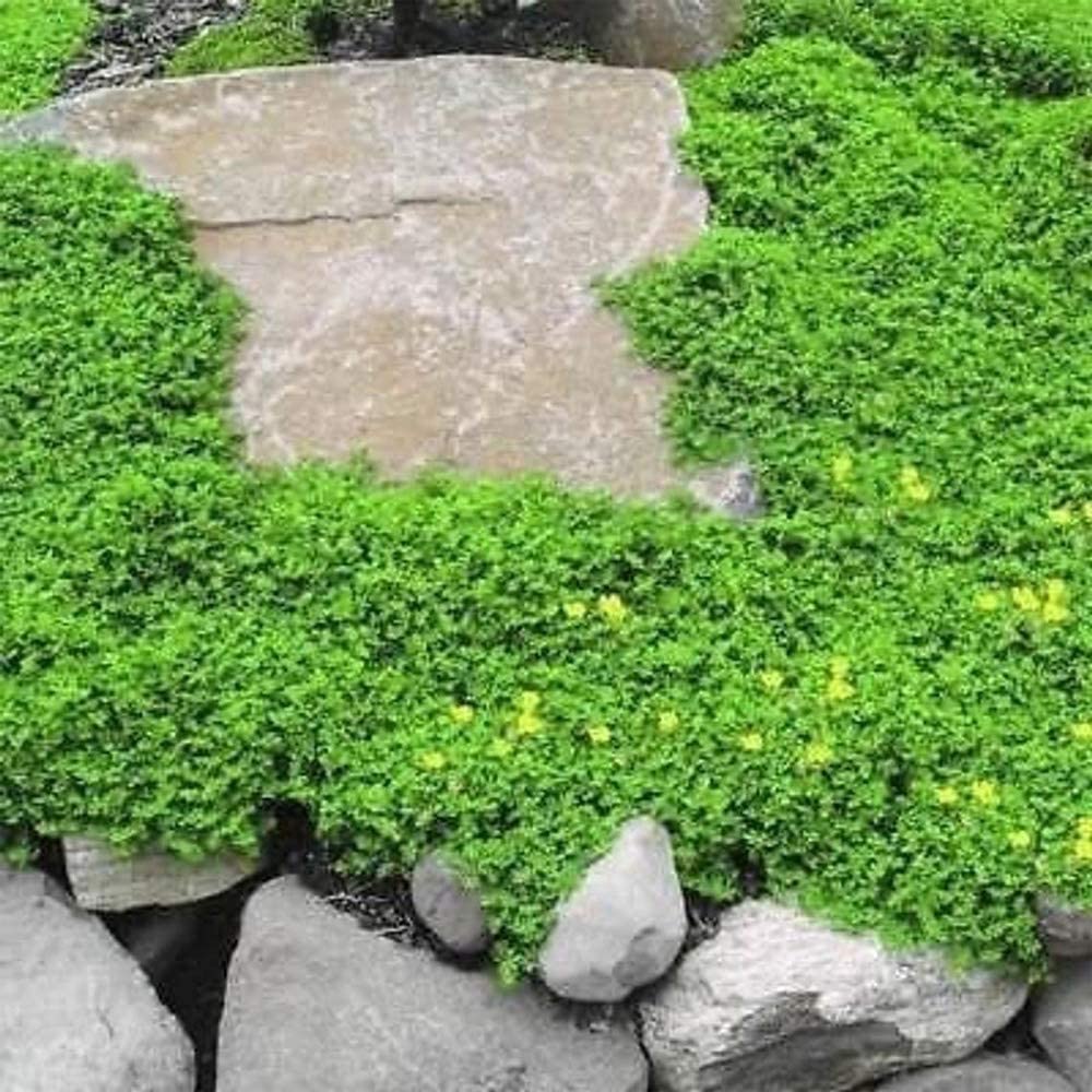 1,000+ Outdoor Green Carpet Seeds for Planting - Rupturewort (Herniaria Glabra)