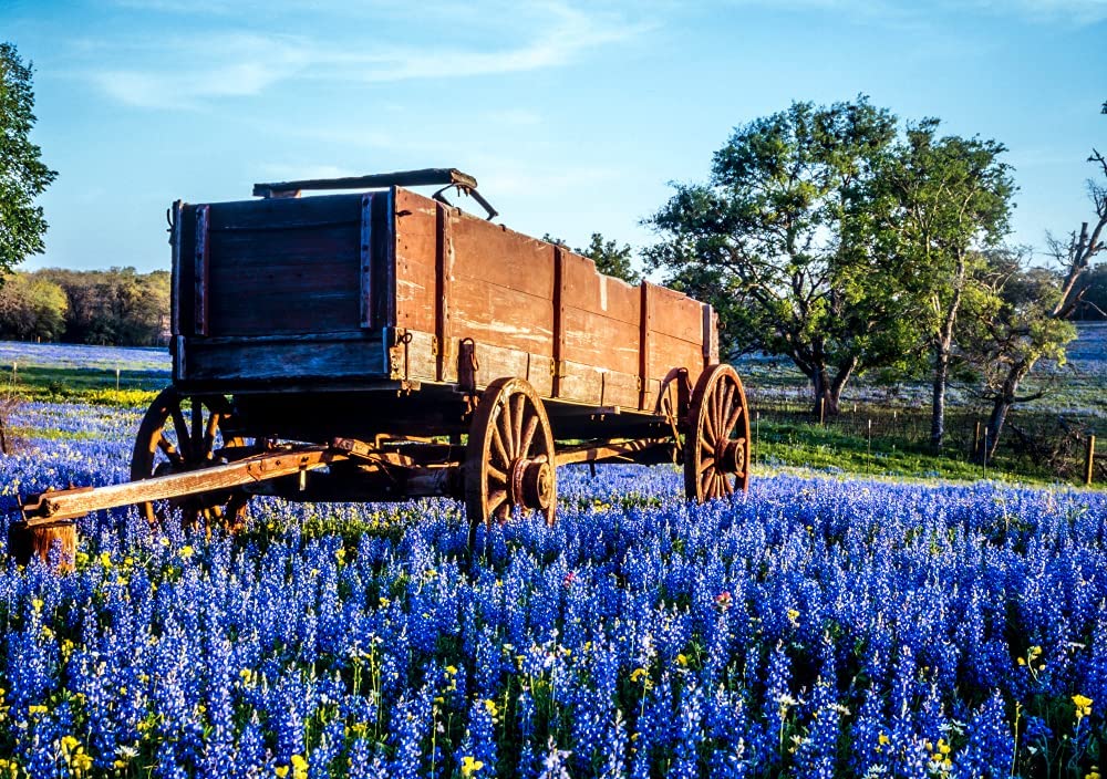 Texas Bluebonnet Wildflower Seeds for Planting - 100+ Seeds - Vibrant Blue Wildflowers, Ships from Iowa, USA