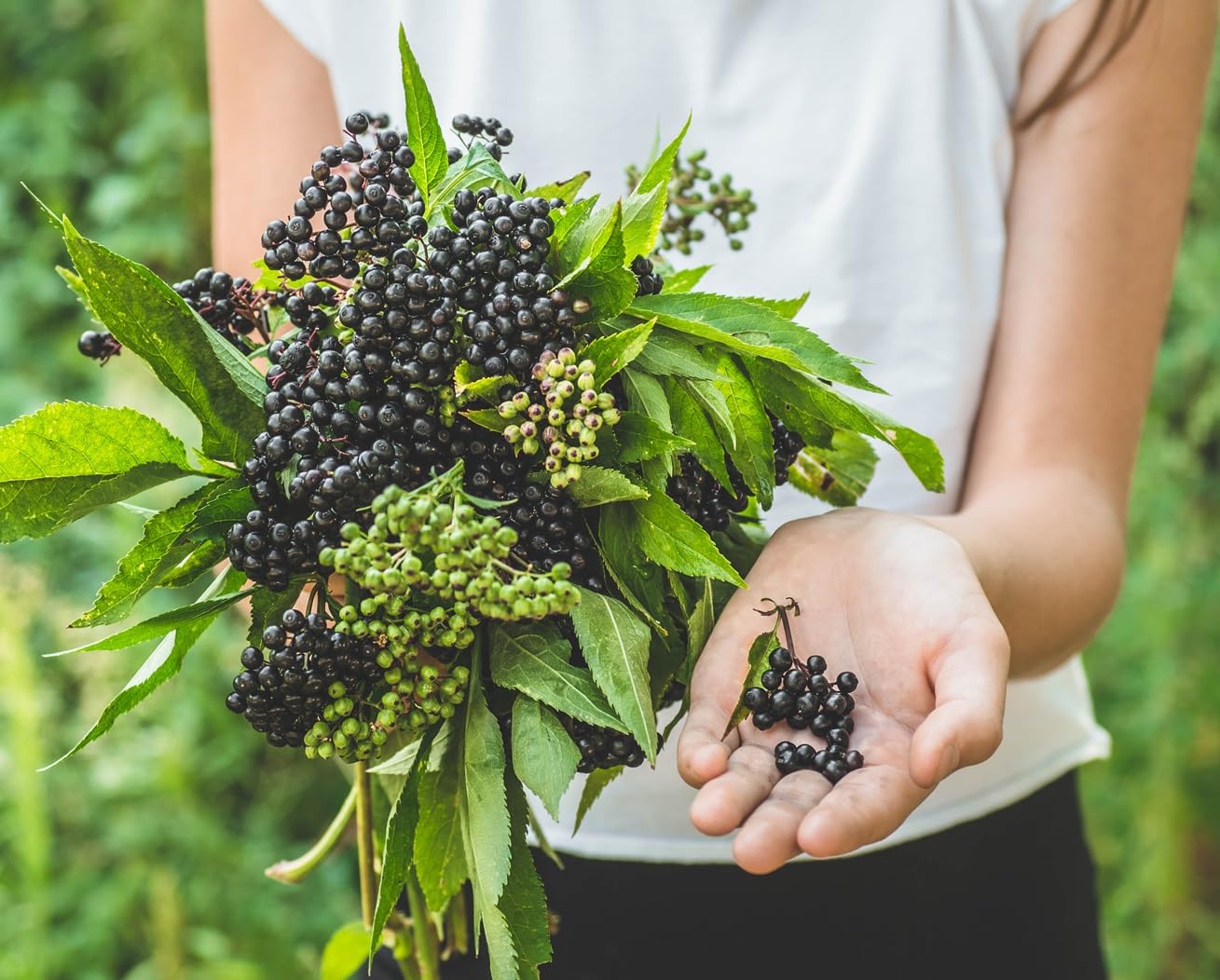 Elderberry Bush Cuttings to Grow - 10 Cuttings