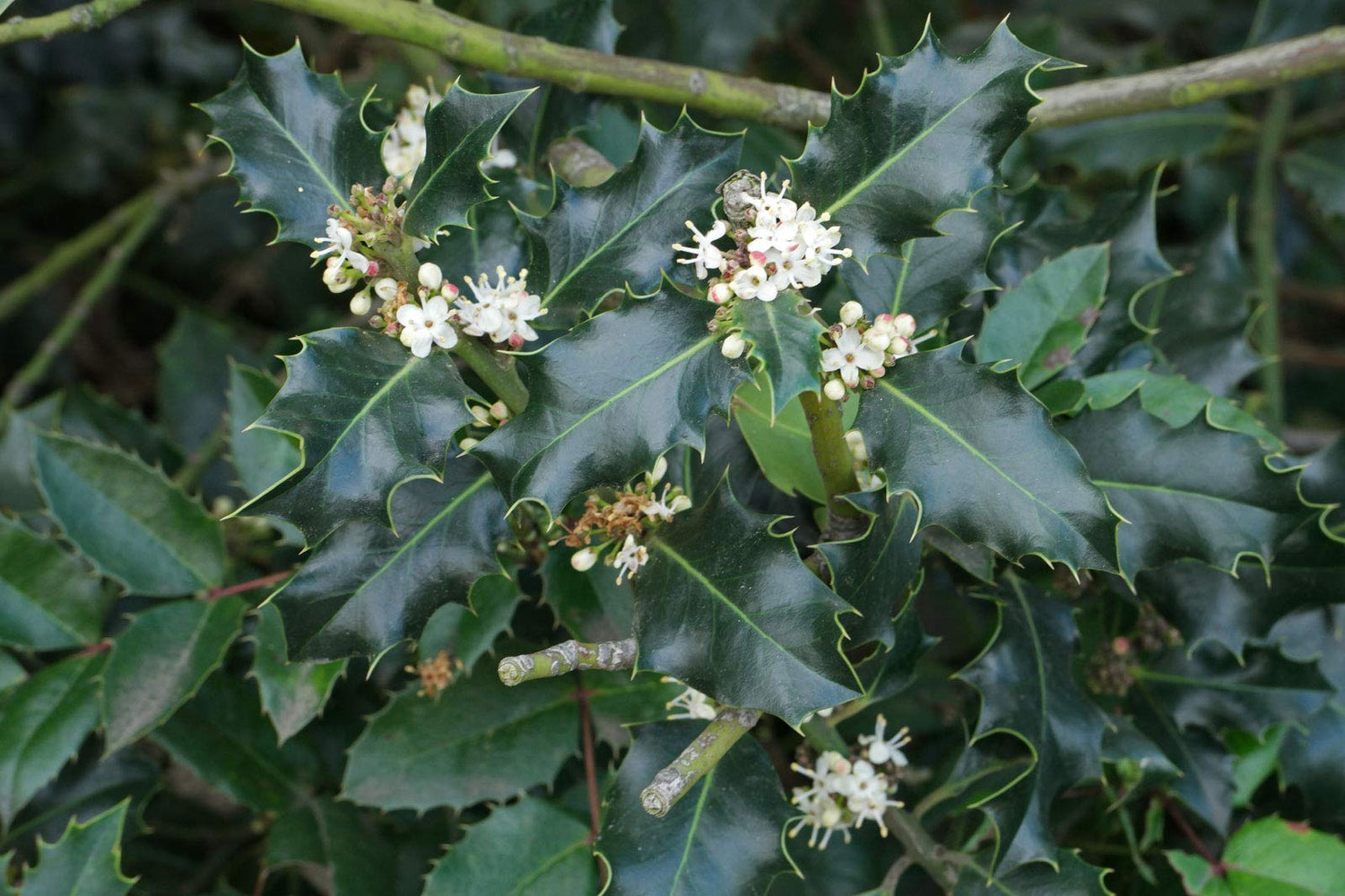 English Holly (Ilex aquifolium) 10 Seeds for Planting, Open Pollinated, Heirloom, Non-GMO, Inkberry, Oregon Holly, Winterberry, Broadleaf, English holl, Christmas Holly,