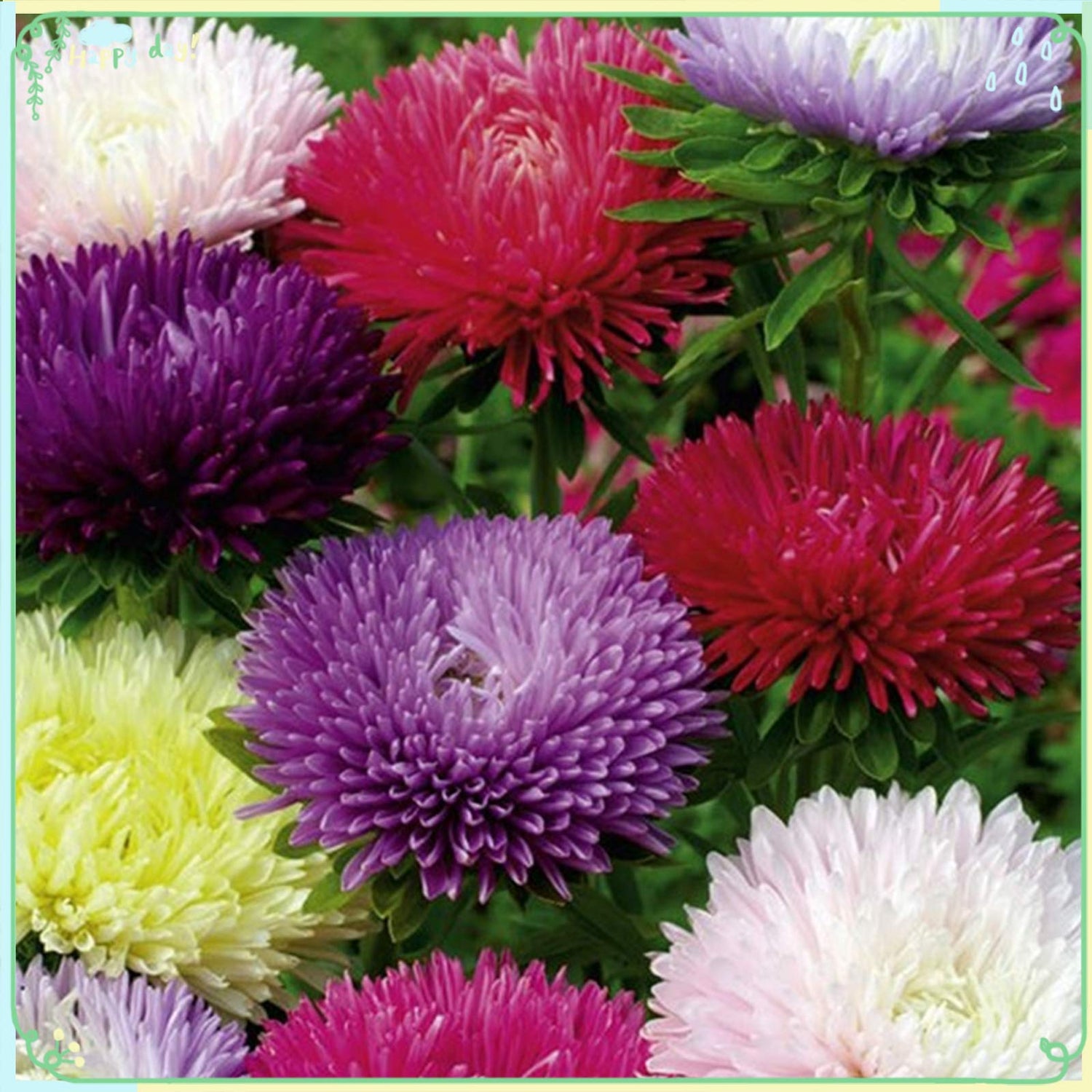 Rare Flower Plant Seeds 200+ Aster Seeds - Tall Fraggle Mix