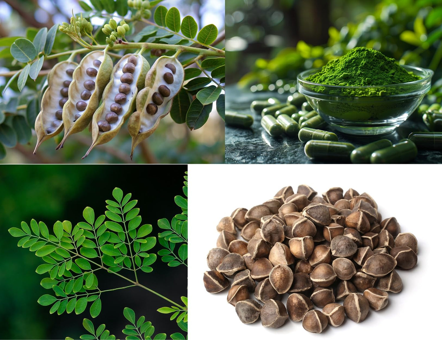 Moringa Tree Seeds for Growing - Grow Moringa Seeds to Eat - Moringa Plant Tree Seedlings - The Tree of Life, Moringa Oleifera