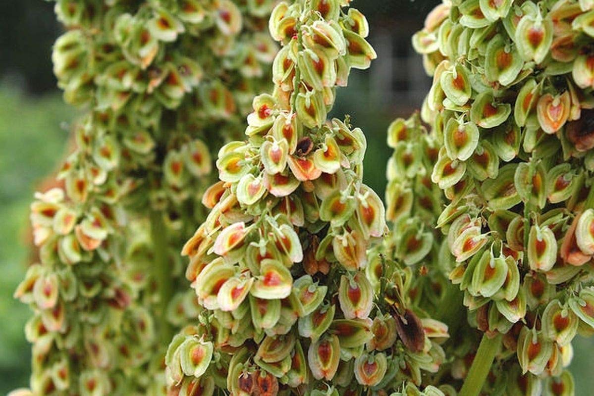 Victoria' Rhubarb Seeds - Much milder and Sweeter Than Other Types. So Good(25 - Seeds)
