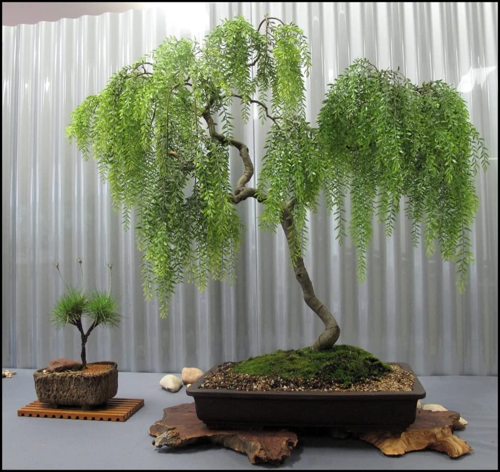 2 Australian Willow Bonsai Trees Fresh Cutting - Extensive Thick Trunks Fast Growing Light Bonsai Indoor Money Plant - Antique Piece for Your Home and Office - Twigz Nursery
