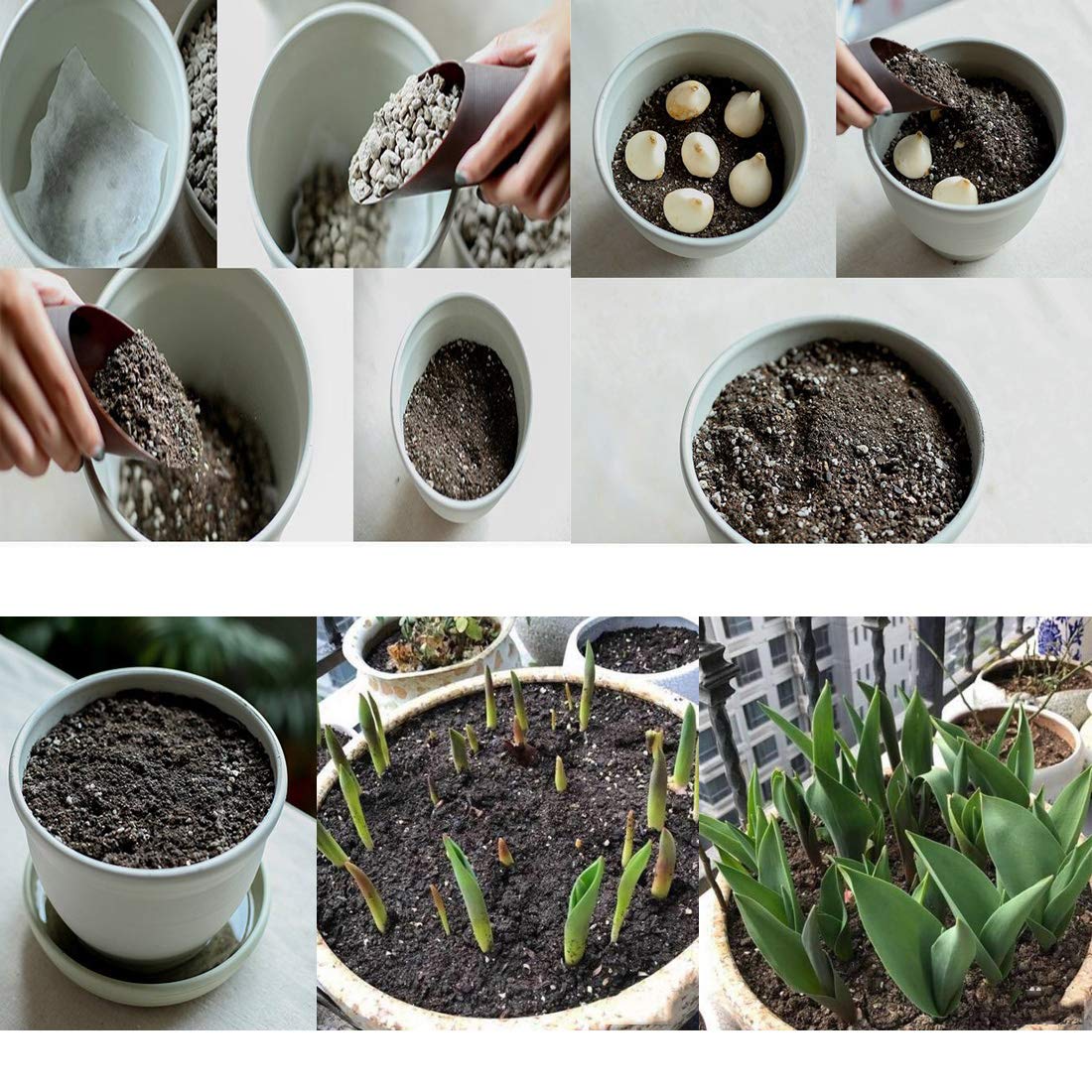 Two Bulbs Tulip Bulbs Mixed Tulips Varieties Collection Tulips Bulbs for Gardens Spring Flowering Bulbs Ready to Plant Flower Bulbs Garden Landscape . ?Perimeter: 10cm,Random Color.?