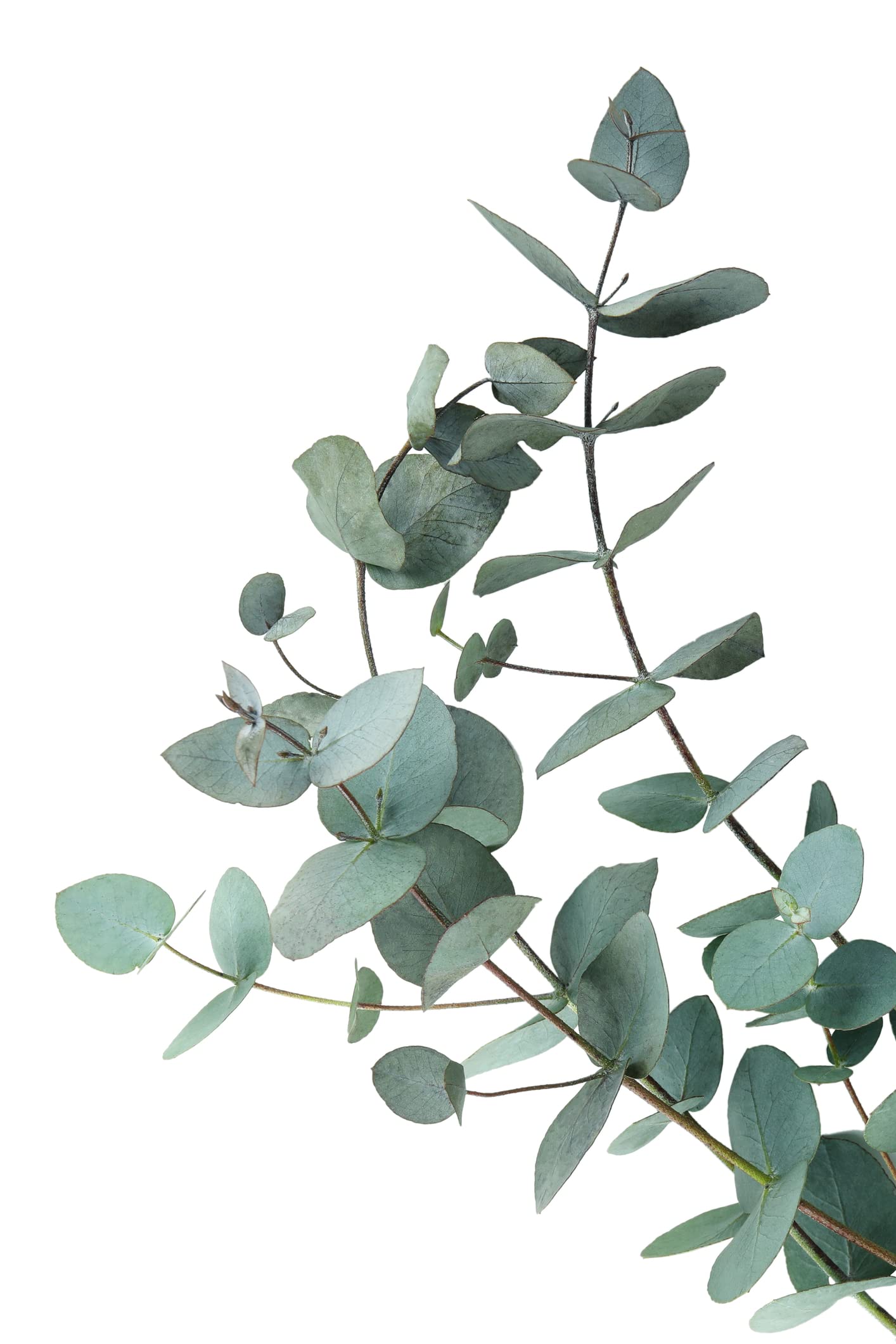 Fresh Eucalyptus Branches for Shower or Decoration - Fresh Cut Branches of Eucalyptus