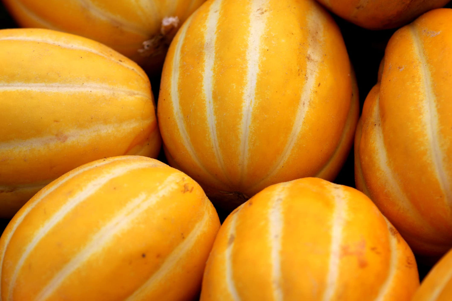 10 Korean Melon Seeds - Rare Orange Skinned Melon - Dae Jang Geum
