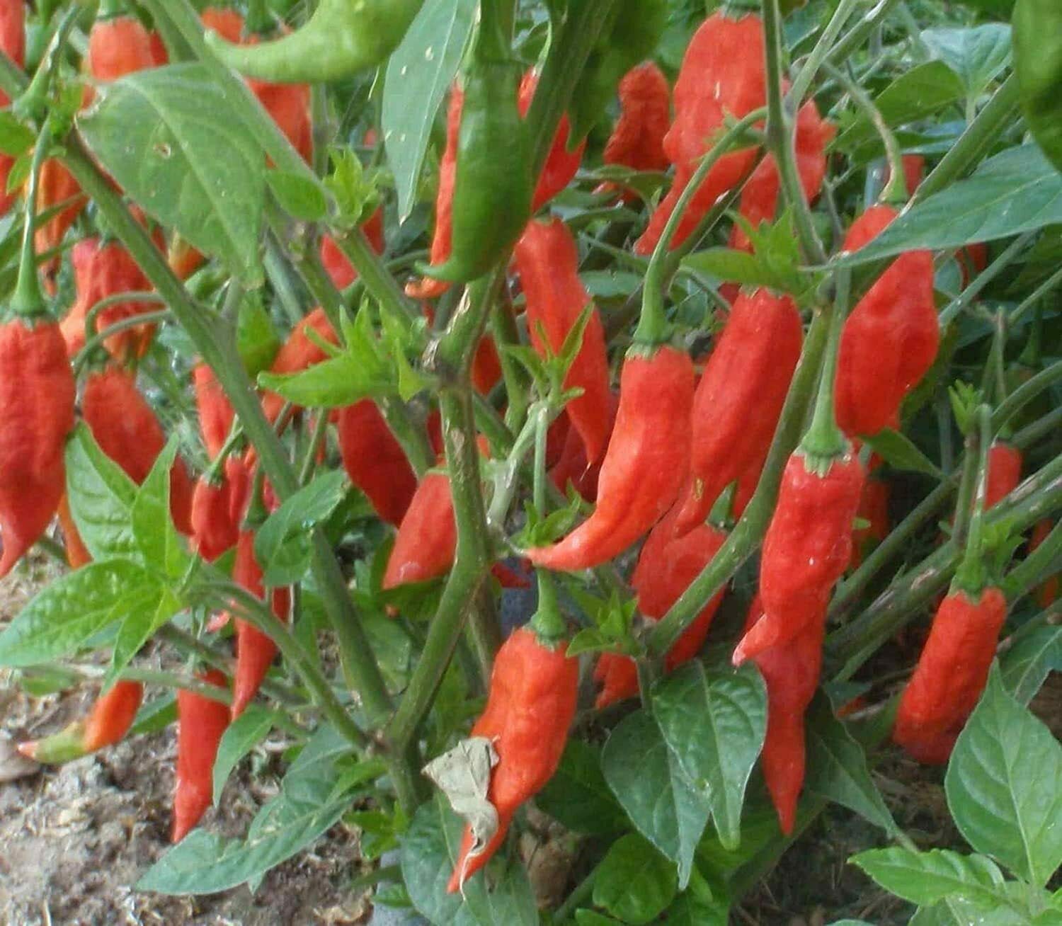 Red Hot Thai Pepper Seeds for Planting - 100+ Seeds - Hot Pepper for Cooking, Eating, Salads