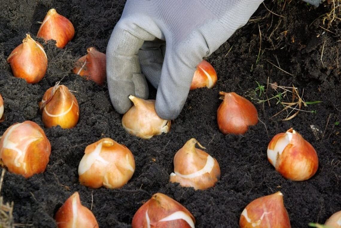 Tulip Bulbs for Fall Planting | Mixed Perennial Flower Tulip Bulbs | Zones 3-8 | Bulb Size 10/11cm | 25 Bulbs
