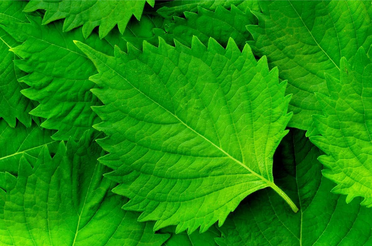 Green Shiso Seeds for Planting (100+ Seeds) Tangy Japanese Herb, Sushi Bar, Asian Heirloom, Cool Weather, Fragrant and Delicious - Perilla frutescens VAR. crispa