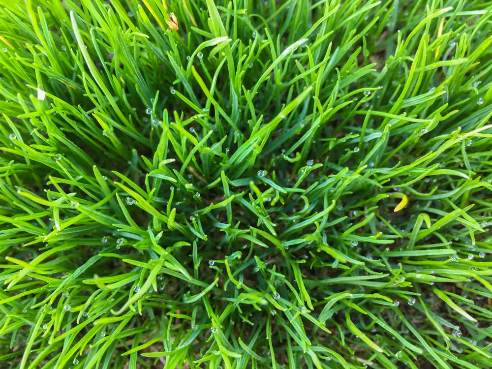 1,000 Seeds - No-Till Winter Rye Cover Crop Seeds - Non-GMO Rye - Deer & Turkey Food Plot Seed - Winter Hardy Cover Crop