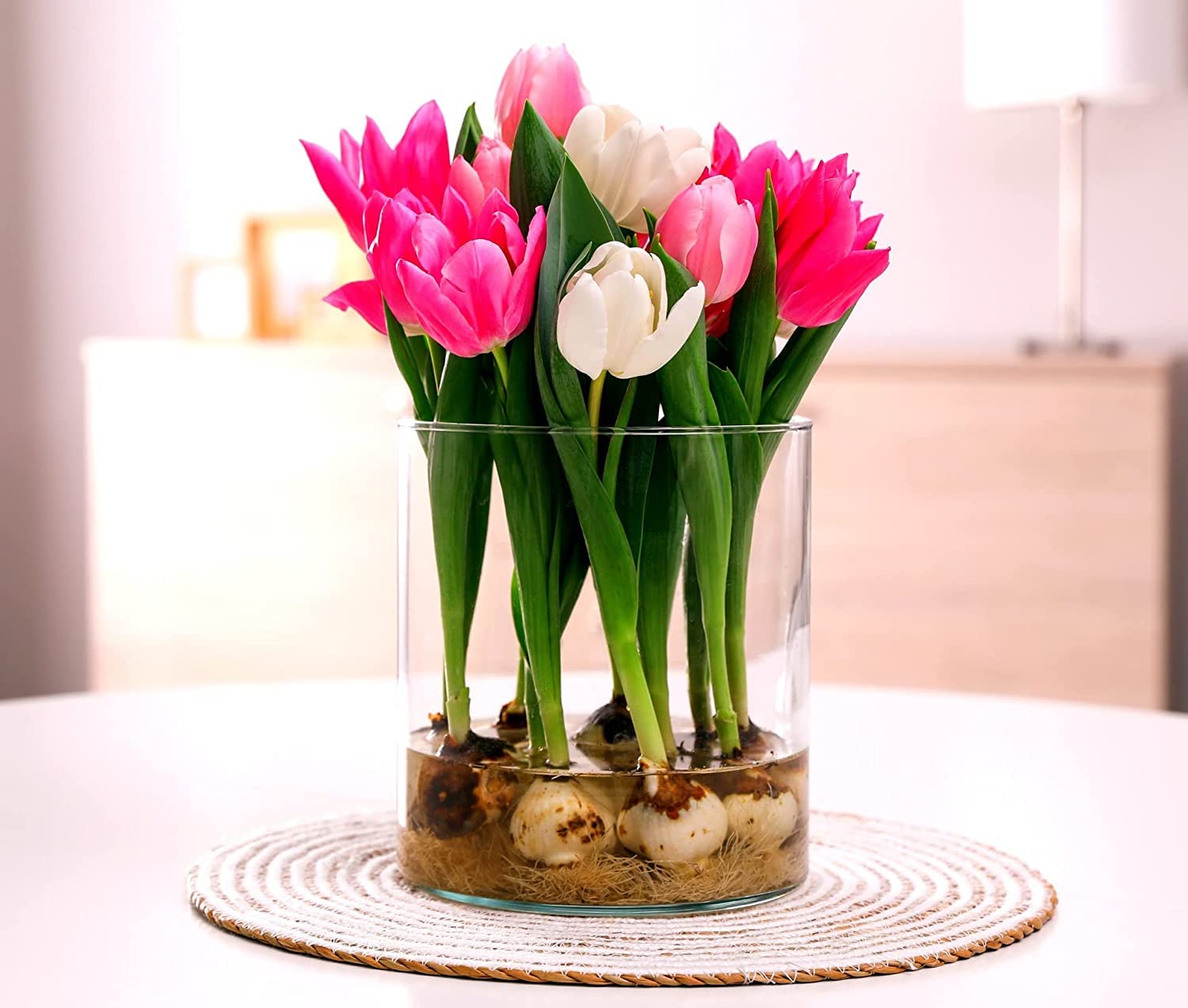 5 Pre Chilled Tulip Bulbs for Forcing - Grow Indoors in Just Water - Mixed Color - Easy to Grow - Vase Not Included - Made in USA, Ships from Iowa. Prechilled Indoor Bulbs