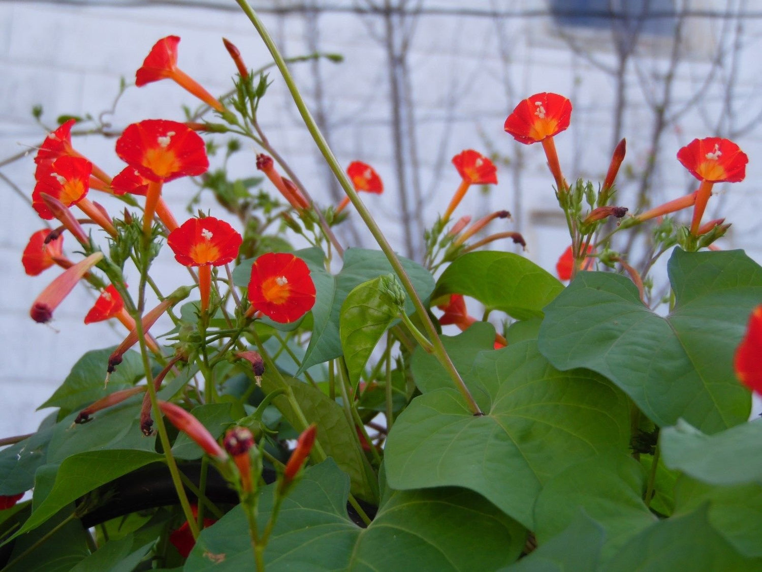 VERY RARE ORANGE NOAH MORNING GLORY VINE SEEDS! HUMMINGBIRDS LOVE IT!Comb.S/H