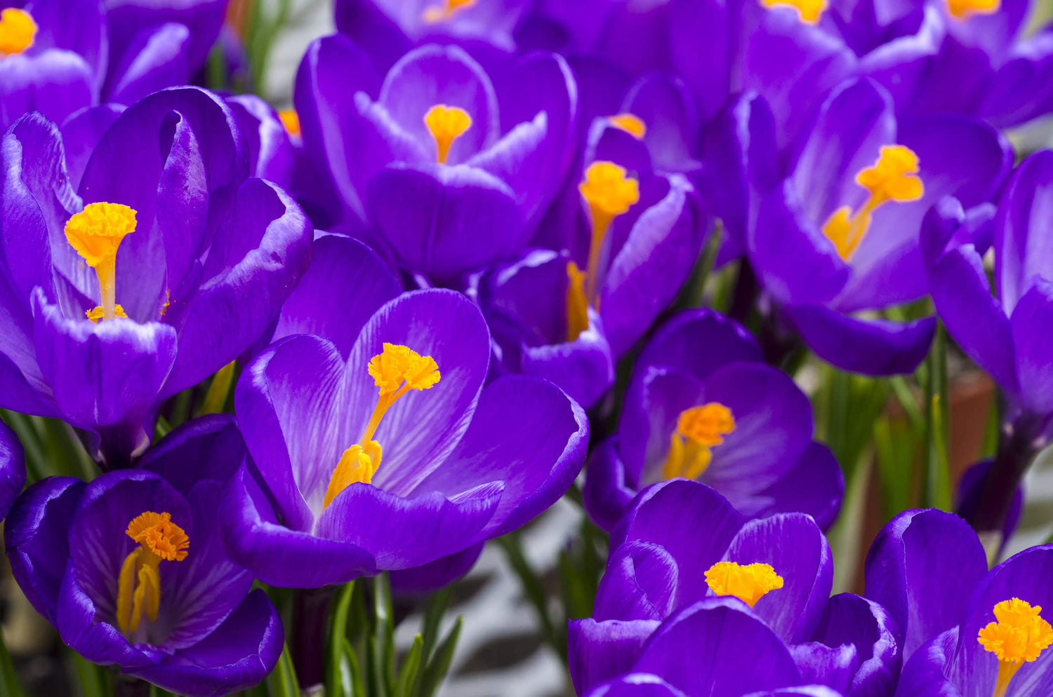 Purple Flower Record Crocus (20 Bulbs) Made in USA, Ships from our Iowa Nursery