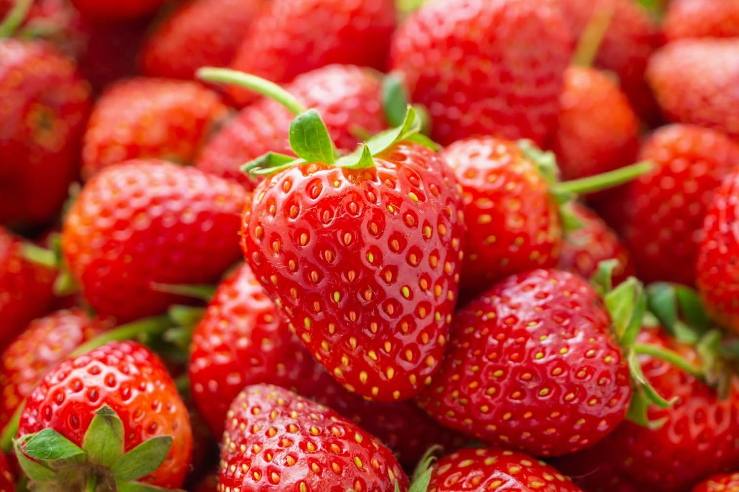 Yambu Strawberry Roots to Grow - Large and Delicious Red Strawberries - Healthy Rootstock