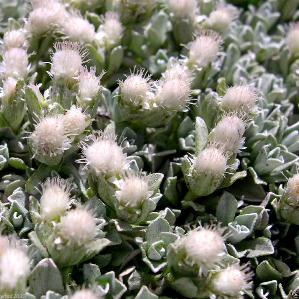 500 Antennaria Seeds - White - PUSSYTOES, Cats Paws,perennial ground cover plant