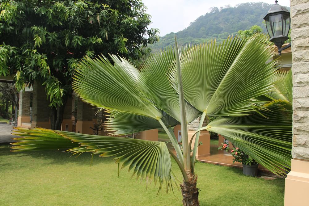 5 Taraw Palm Seeds for Planting - Livistona saribus - Great Indoor Plant