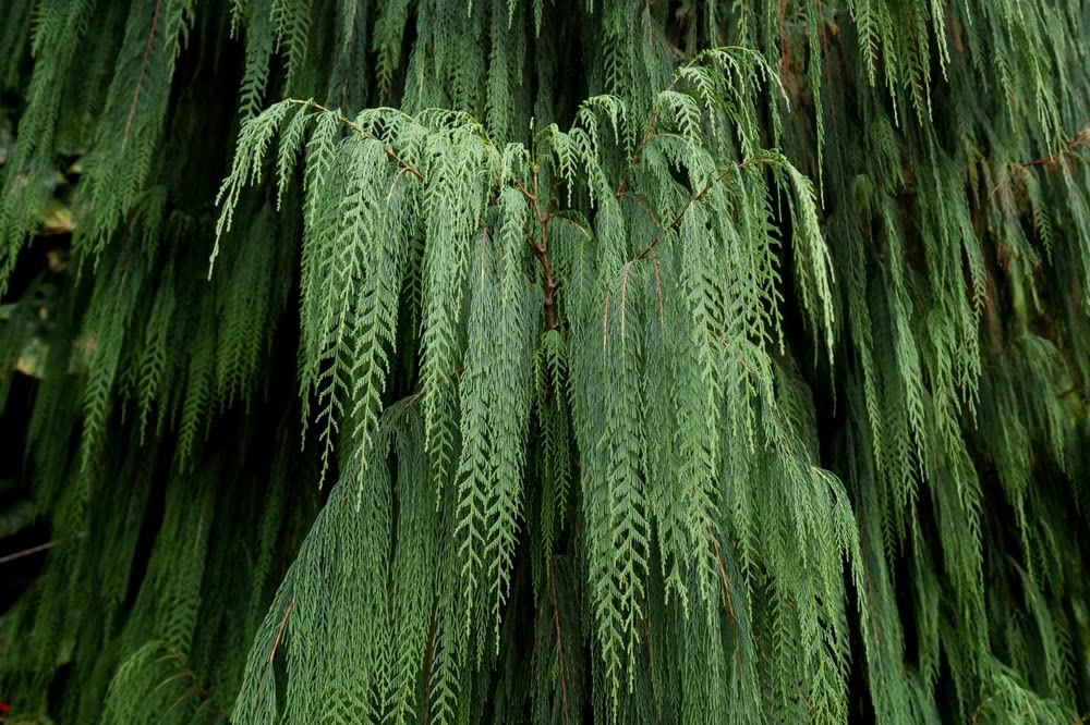 Kashmir Cypress Tree Seeds for Planting (30 Seeds) - Beautiful Weeping Evergreen