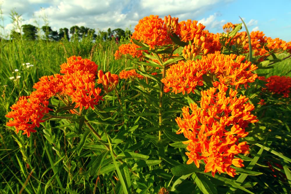 Butterfly Milkweed Native Seeds for Planting (100 Seeds) - Asclepias tuberosa - Great for Butterflies and Pollinators