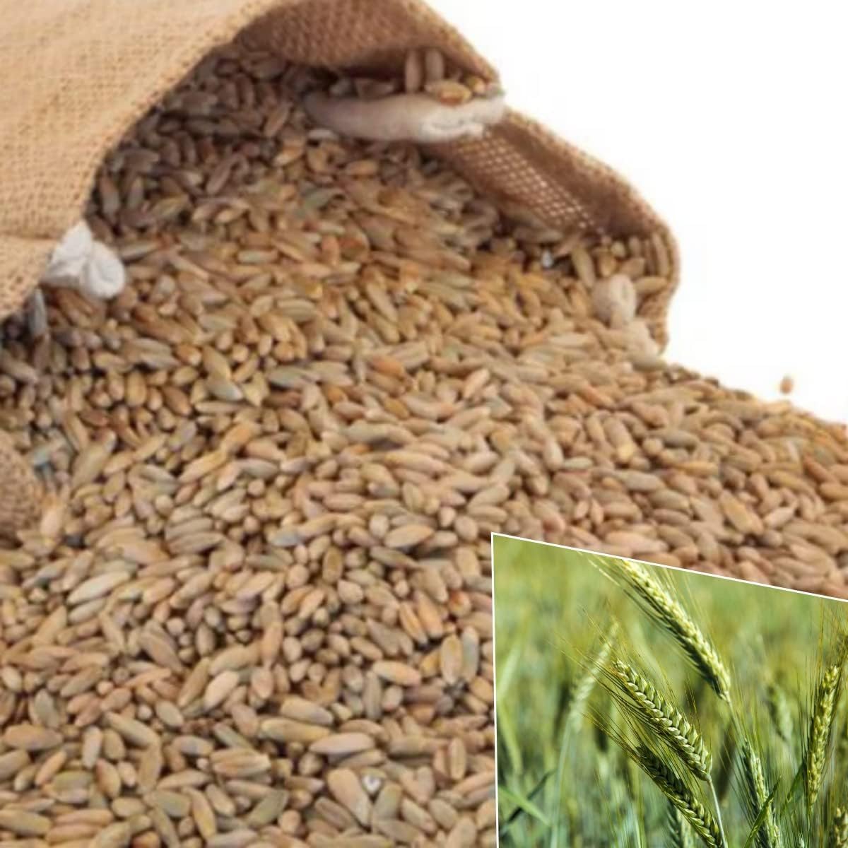500-Winter Rye Seeds in Outdoors