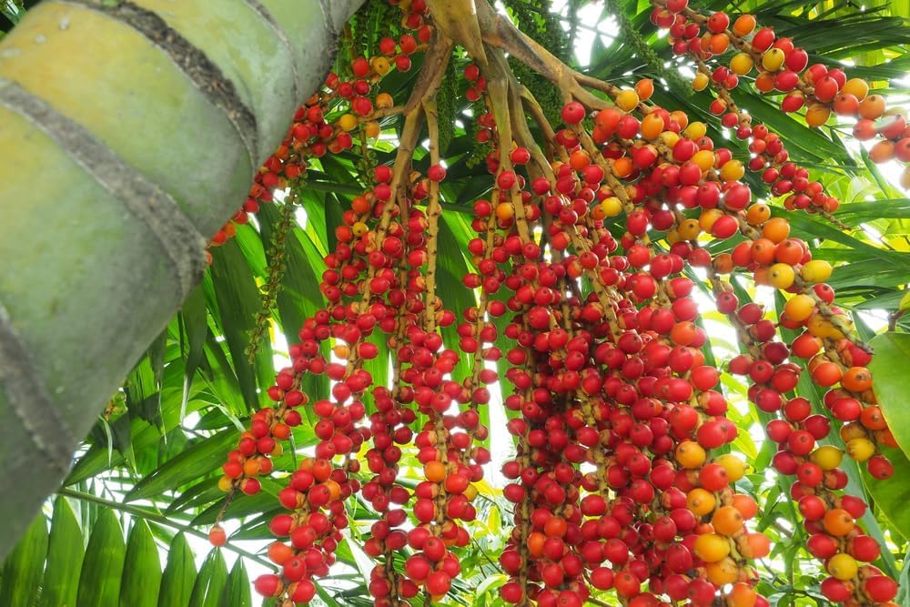 5 Bamboo Palm Tree Seeds - Does Well Indoors
