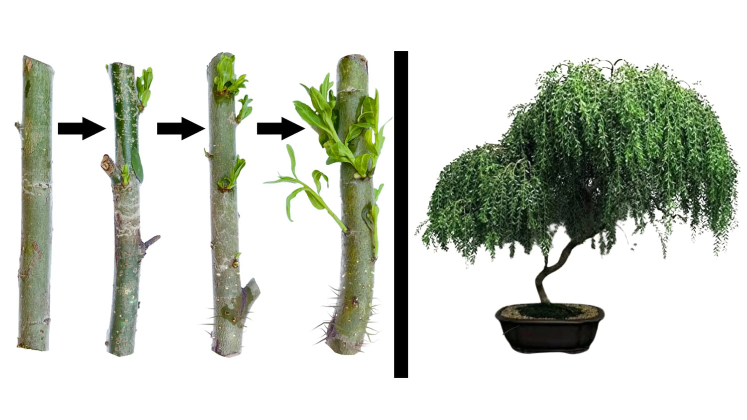 Twigz Nursery Pack of 2 Bonsai Tree Live Indoor Plants -Thick Trunks Fast Growing Bonzai Tree-Lovely Live Plants Indoor for Home and Office Decor-Best Gift of Prosperity for Your Loved One