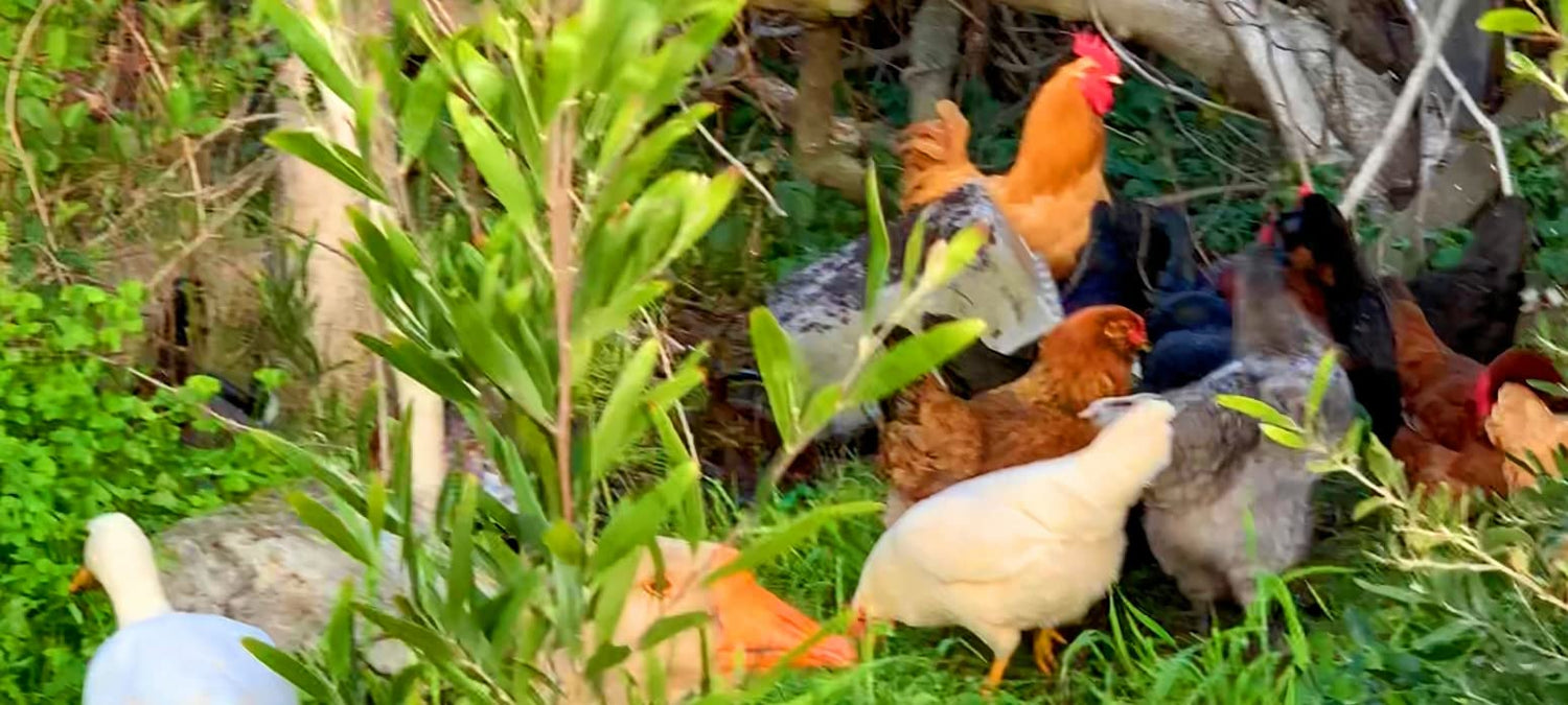 40 Fertile Chicken Eggs, Mixed Breed